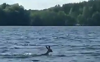 Nietypowa interwencja policyjnych wodniaków. Funkcjonariusze „eskortowali” sarnę pływającą w jednym z olsztyńskich jezior